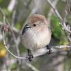 Bushtit